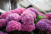 Hydrangea macrophylla, rosa