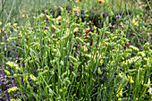 Limonium sinuatum 'Fortress Yellow'