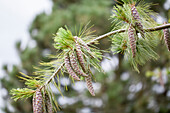 Pinus