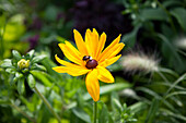 Flower with bumblebee