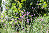 Verbena bonariensis 'Violetta'