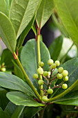 Skimmia japonica