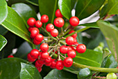 Skimmia Japonica