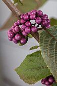 Callicarpa bodinieri