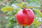 Malus domestica 'Boskoop'