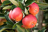 Malus domestica Braeburn