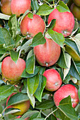 Malus domestica Braeburn