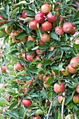 Malus domestica 'Braeburn'