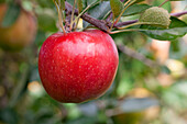 Malus domestica Braeburn