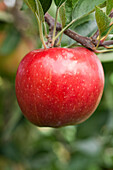 Malus domestica Braeburn