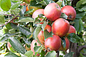 Malus domestica 'Braeburn'