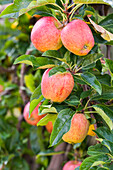 Malus domestica 'Gala'