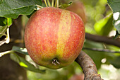 Malus domestica 'Holsteiner Cox'