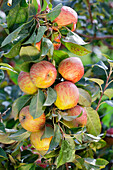 Malus domestica 'Honeycrisp'