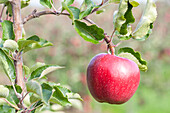 Malus domestica 'Jonagold'