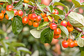 Malus floribunda