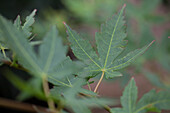 Acer palmatum 'Bi-hoo'