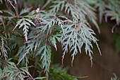 Acer palmatum 'Orangeola'