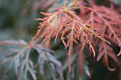 Acer palmatum 'Dissectum Orangeola'