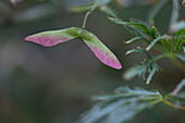 Acer palmatum 'Dissectum Viridis'