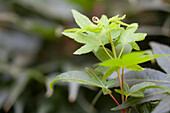 Acer palmatum 'Mikawa yatsubusa'