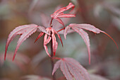 Acer palmatum 'Shaina'