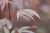 Acer palmatum 'Shaina'