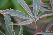 Acer palmatum 'Shirazz'