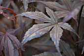 Acer palmatum 'Skeeters Broom'