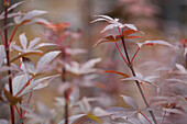 Acer palmatum 'Skeeters' Broom'