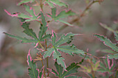 Acer palmatum 'Taylor'