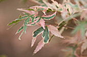 Acer palmatum 'Taylor'®