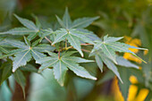 Acer palmatum 'Winter Flame'