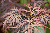 Acer palmatum 'Tamukeyama'