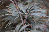 Acer palmatum Dissectum Tamukeyama