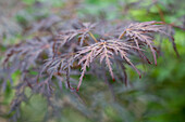 Acer palmatum 'Tamukeyama'