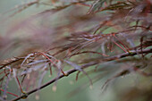 Acer palmatum Dissectum Tamukeyama