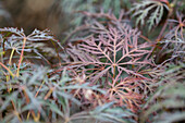 Acer palmatum var. dissectum 'Crimson Queen'