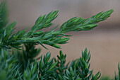 Juniperus procumbens 'Nana'