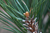 Pinus heldreichii 'Malinki'