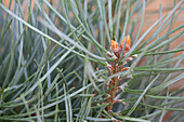 Pinus sylvestris 'Watereri'