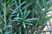 Taxus baccata 'Fastigiata Robusta