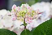 Hydrangea macrophylla 'Camilla'(s)