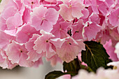 Hydrangea macrophylla 'Pink Wonder'®
