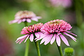 Echinacea purpurea 'Meteor Pink'