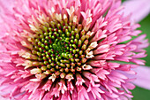 Echinacea purpurea 'Meteor Pink'