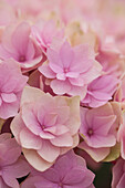 Hydrangea macrophylla You & Me 'Together'®