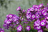 Phlox paniculata 'Wilhelm Kesselring'