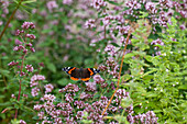 Butterfly on Origanum vulgare
