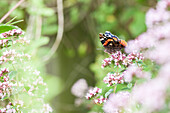Butterfly on Origanum vulgare